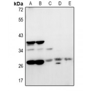LifeSab™ NRBF2 Rabbit pAb (50 µl)