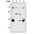 LifeSab™ Nectin 4 Rabbit pAb (50 µl)