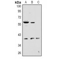 LifeSab™ KCNK12 Rabbit pAb (50 µl)