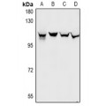 LifeSab™ Gemin3 Rabbit pAb (50 µl)