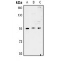 LifeSab™ FAM35A/B Rabbit pAb (50 µl)