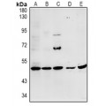 LifeSab™ MYPT3 Rabbit pAb (50 µl)