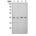 LifeSab™ APOBEC4 Rabbit pAb (50 µl)