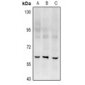 LifeSab™ RGS14 Rabbit pAb (50 µl)