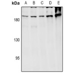 LifeSab™ ARHGEF12 Rabbit pAb (50 µl)