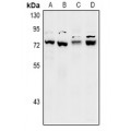 LifeSab™ SLY1 Rabbit pAb (50 µl)