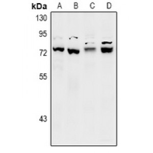 LifeSab™ SLY1 Rabbit pAb (50 µl)