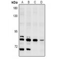 LifeSab™ NEK5 Rabbit pAb (50 µl)
