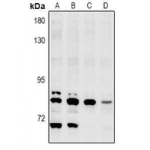 LifeSab™ NEK5 Rabbit pAb (50 µl)