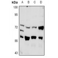 LifeSab™ PLK3 Rabbit pAb (50 µl)