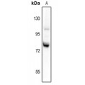 LifeSab™ Granuphilin Rabbit pAb (50 µl)