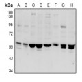 LifeSab™ VANGL1 Rabbit pAb (50 µl)