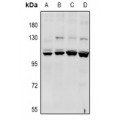 LifeSab™ CACNA2D4 Rabbit pAb (50 µl)