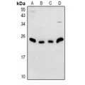LifeSab™ N4WBP5 Rabbit pAb (50 µl)