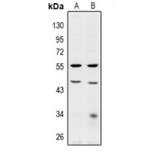 LifeSab™ BRE Rabbit pAb (50 µl)