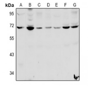 LifeSab™ HSPBAP1 Rabbit pAb (50 µl)