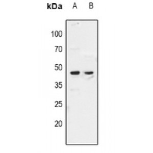 LifeSab™ ZAR1 Rabbit pAb (50 µl)