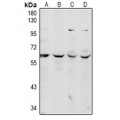 LifeSab™ CDC14A Rabbit pAb (50 µl)