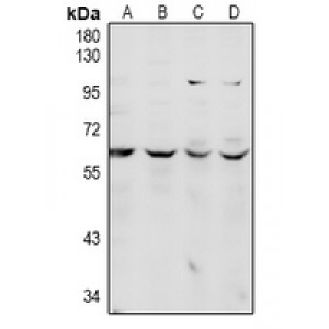 LifeSab™ CDC14A Rabbit pAb (50 µl)
