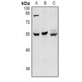 LifeSab™ HNF4 alpha/gamma Rabbit pAb (50 µl)