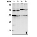 LifeSab™ Cytochrome P450 20A1 Rabbit pAb (50 µl)