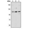 LifeSab™ Desmoglein 1 Rabbit pAb (50 µl)