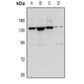 LifeSab™ Contactin 1 Rabbit pAb (50 µl)