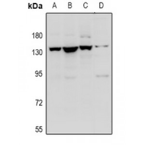 LifeSab™ Contactin 1 Rabbit pAb (50 µl)