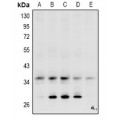 LifeSab™ Carbonic Anhydrase 4 Rabbit pAb (50 µl)