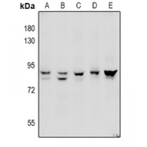 LifeSab™ ADAM10 Rabbit pAb (50 µl)