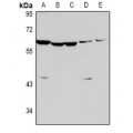 LifeSab™ Caspase 8 Rabbit pAb (50 µl)