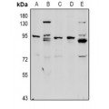 LifeSab™ Complement C1R HC Rabbit pAb (50 µl)
