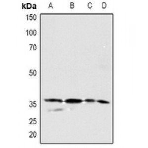 LifeSab™ PDGFC Rabbit pAb (50 µl)
