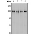 LifeSab™ CD31 Rabbit pAb (50 µl)