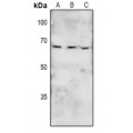 LifeSab™ BRK (pY447) Rabbit pAb (50 µl)
