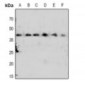 LifeSab™ CDK7 (pT170) Rabbit pAb (50 µl)