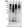 LifeSab™ Ubiquitin (pS65) Rabbit pAb (50 µl)