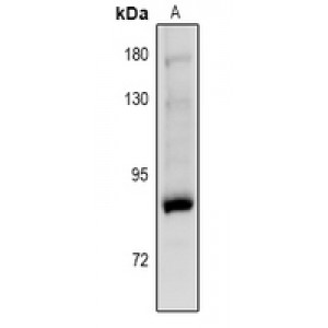 LifeSab™ PKC gamma (pT514) Rabbit pAb (50 µl)