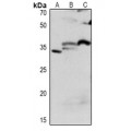 LifeSab™ CDC2 Rabbit pAb (50 µl)