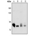 LifeSab™ PKC delta Rabbit pAb (50 µl)