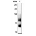 LifeSab™ CD91 Rabbit pAb (50 µl)