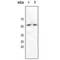 LifeSab™ NRF1 Rabbit pAb (50 µl)