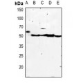 LifeSab™ Kir2.3 Rabbit pAb (50 µl)