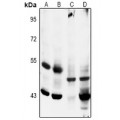 LifeSab™ MKK5 (pS311) Rabbit pAb (50 µl)