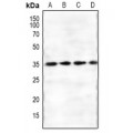 LifeSab™ FKSG1 Rabbit pAb (50 µl)