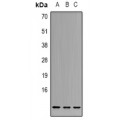 LifeSab™ Cystatin A Rabbit pAb (50 µl)