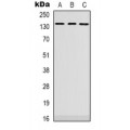 LifeSab™ PLEKHG4 Rabbit pAb (50 µl)