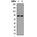 LifeSab™ PKC delta (pS645) Rabbit pAb (50 µl)