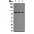 LifeSab™ ACE2 Rabbit pAb (50 µl)