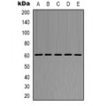 LifeSab™ AKT1 Rabbit pAb (50 µl)